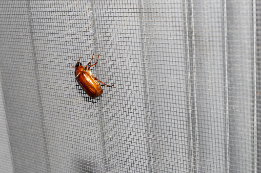 May beetle - red beetle - window screen background. Taken in Toronto, Canada.