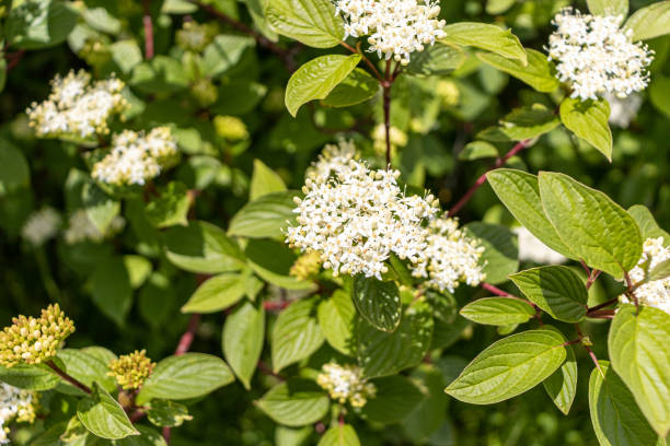 istock Common white dogwood white flowers - with leaves - blurred background 1520567486