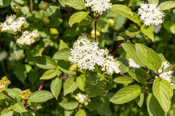 istock Common white dogwood white flowers - with leaves - blurred background 1520567500