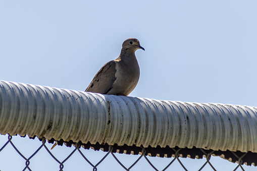 Mourning dove perched on metal fence - close-up portrait - blue sky. Taken in Toronto, Canada.