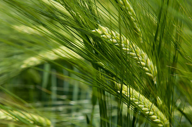 istock Barley Field in Early Summer 152057735