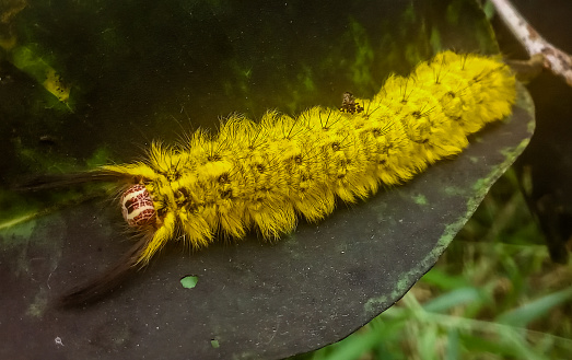 Yellow Fuzzy Spotted Apatelodes. Yellow furry caterpillar. The spotted apatelodes is a hairy, brightly-colored yellow caterpillar covered in wispy hairs.
