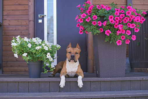Young red and white American Staffordshire Terrier dog with cropped ears posing outdoors lying down on a brown wooden porch between flowerpots with blooming Petunia flowers in summer