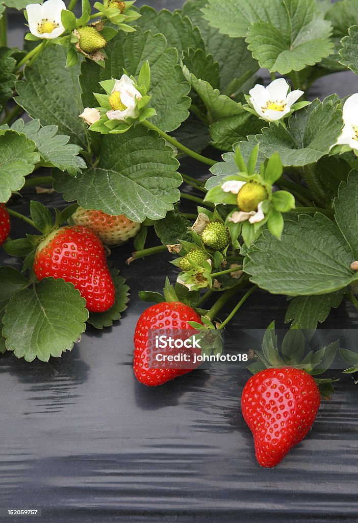 Strawberry plant Close-up of strawberry plant in field Agricultural Field Stock Photo