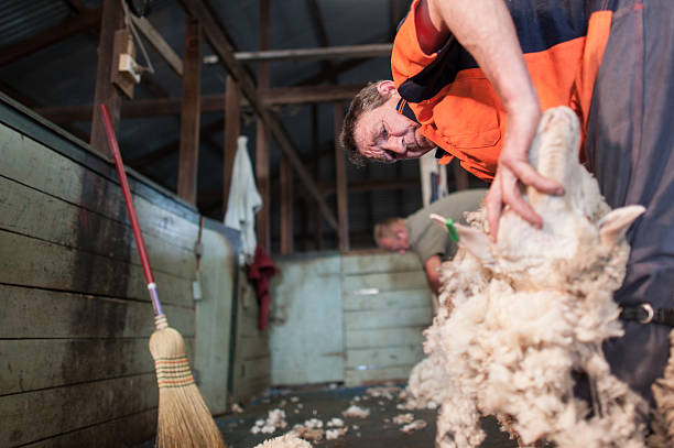 istock Looking up at man shearing a sheep 152060039