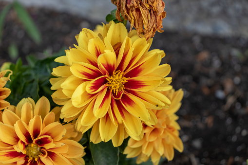 Four vibrant dahlias - orange, yellow and red - bloom in a garden bed with green foliage and a dried flower. Taken in Toronto, Canada.