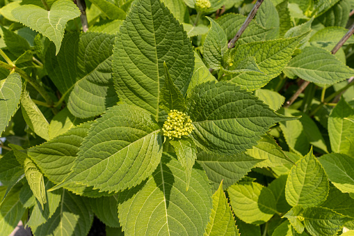 Close-up of green-leaved plant with small buds-cluster in center. Taken in Toronto, Canada.
