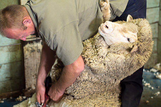 istock Blonde Shearer shearing a Merino Sheep 152060056