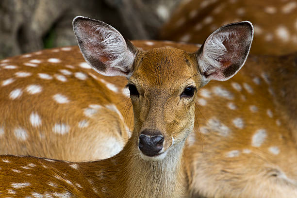 Little fawn stock photo
