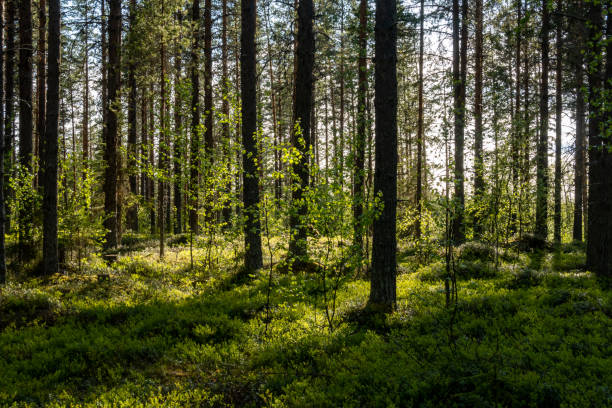 istock Kalvtrask, Sweden 1520619822