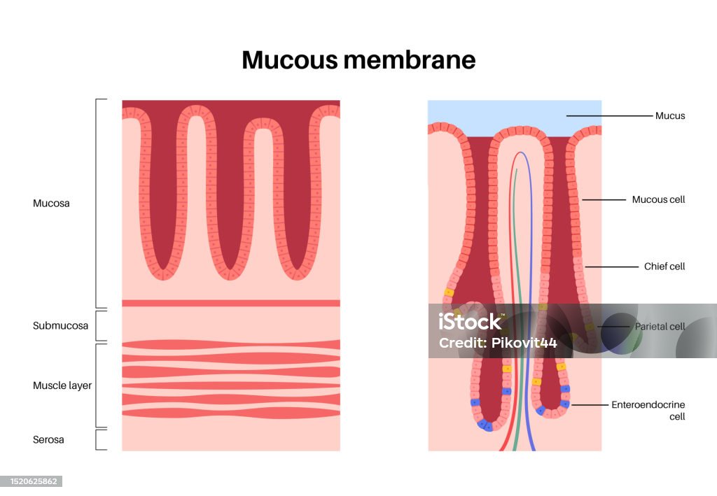 Mucous Ropes Mucous Membrane Structure Stockvectorkunst en meer beelden van ...