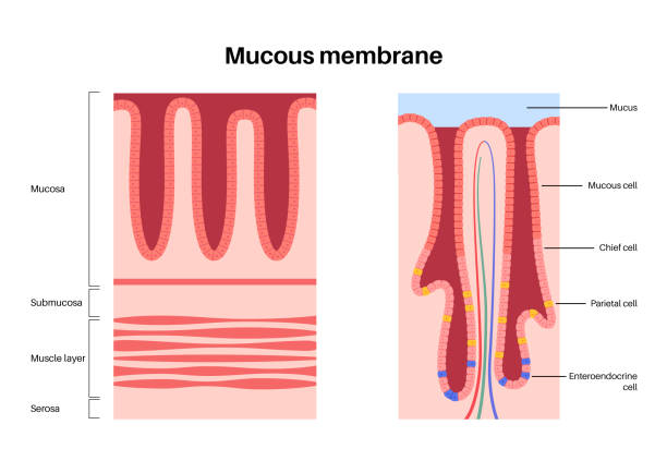 Mucous Membrane Structure Stock Illustration Download Image Now Mucous Membrane Structure