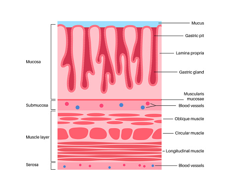 Mucous membrane anatomical poster. Stomach wall structure. Soft tissue that lines the canals and organs in the digestive system. Mucosa, submucosa, muscle layer and serosa medical vector illustration.