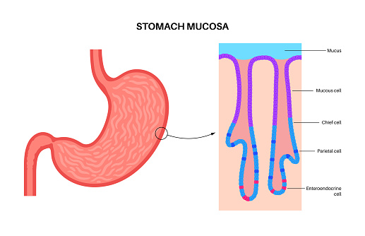 Mucous membrane anatomical poster. Stomach wall structure. Soft tissue that lines the canals and organs in the digestive system. Mucosa, submucosa, muscle layer and serosa medical vector illustration.