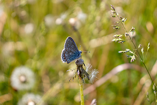 Common Blue butterfly with black spots on wings perched on a dried dandelion flower - facing right - blurred tall grass background. Taken in Toronto, Canada.