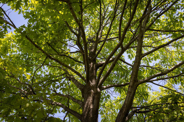 istock Sugar maple tree with a thick trunk and spread-out branches - bright green leaves and clear blue sky in the background - taken from below 1520668532