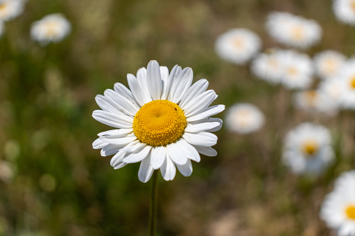 White daisy with yellow center in focus - field of daisies in blurred background - natural daylight. Taken in Toronto, Canada.