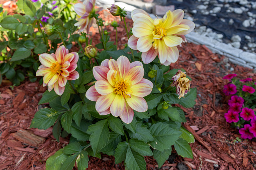 Garden bed of dahlias and other flowers with red mulch blurred background. Taken in Toronto, Canada.
