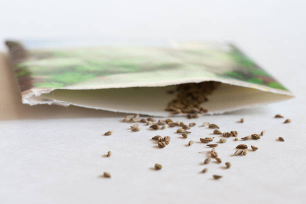 Parsley Seeds Spilled from a Seed Packet