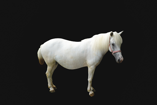 White horse on isolated back background.