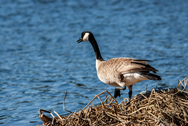 istock Canada Goose Standing by a Pond 1520710218
