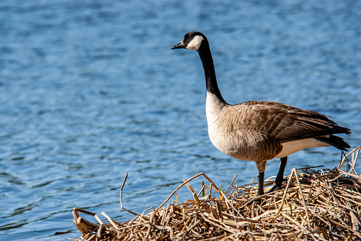 The Canada goose (Branta canadensis) is a large goose with a black head and neck, white cheeks, white under its chin, and a brown body.  It is native to the arctic and temperate regions of North America.  This goose is standing by a pond at Kachina Wetland near Kachina Village, Arizona, USA.