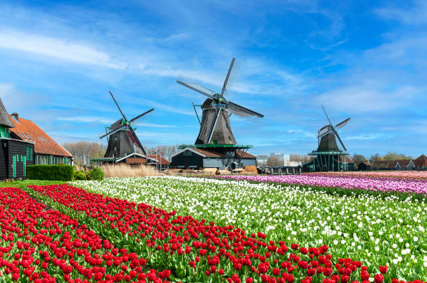 istock Typical Dutch landscape : Zaanse Schans mills and tulip fields 1520736509