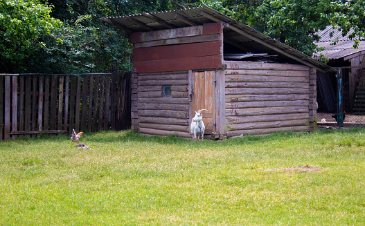 Little goatling on a farm walks with chickens on a green meadow