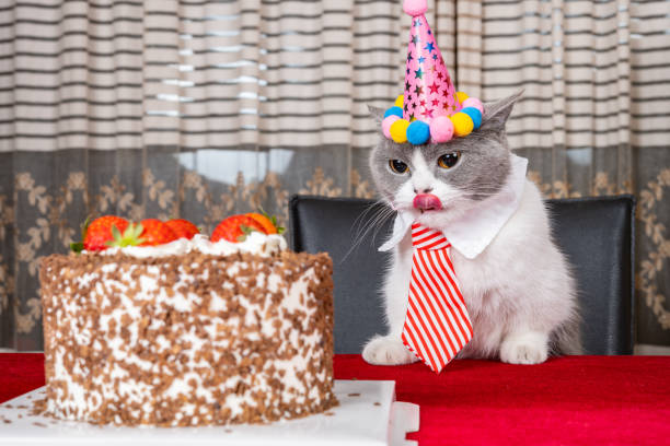 istock cute british shorthair cat celebrating her birthday horizontal composition 1520761058