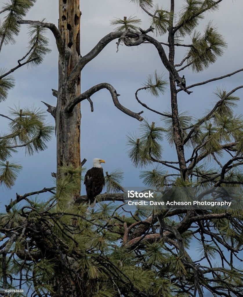 Eagle Tree Bald Eagle Perched In Pine Tree Stock Photo - Download Image Now ...