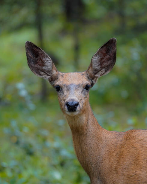 Portrait of  a mule deer doe in the forest