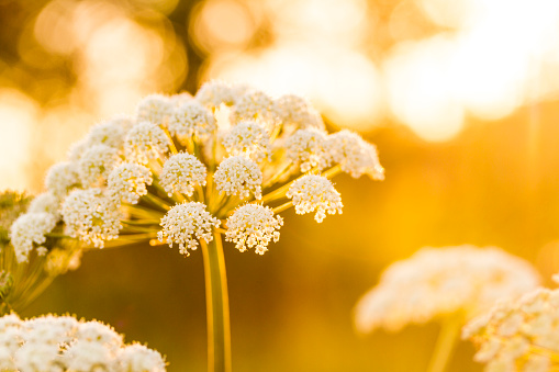 Angelica flower in sunset light. Nature background with big white flower at golden sunset.