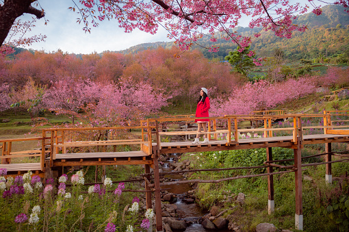 Holiday trip for Thai girls in Sakura Park (wild himalayan cherry) View of mountains, sky and cherry blossoms that are in full bloom. flower Background concept. Thailand. Asia