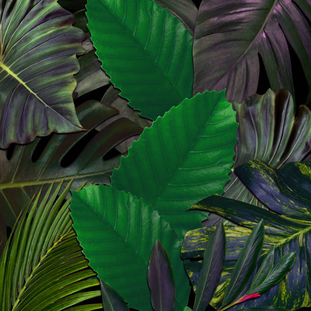 istock Green leaves pattern for nature concept,tropical leaf textured background 1520798072