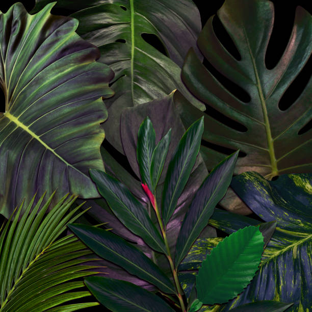 istock Green leaves pattern for nature concept,tropical leaf textured background 1520798077