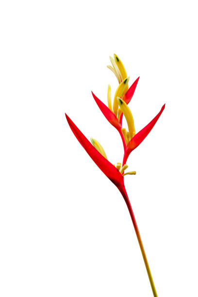 istock Tropical heliconia psittacorum flowers isolated on white background, 1520799182
