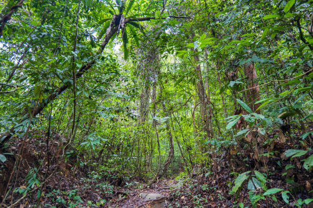 istock rainforest jungle landscape at Gunung Gading National Park in Borneo 1520803365