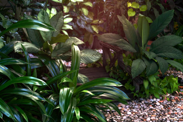 green leaves pattern in garden,leaf exotic tropical