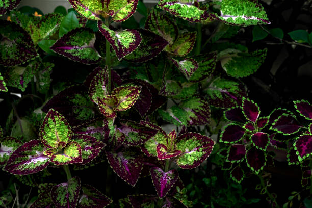 istock colorful leaves pattern,leaf coleus or painted nettle in the garden 1520804419