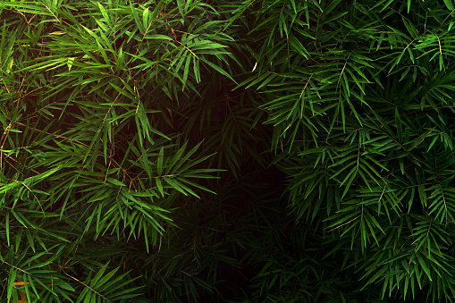 Thick bamboo forest texture background shot with leaves