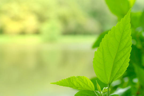 Green leaves pattern for summer or spring season concept,leaf blur textured,nature background