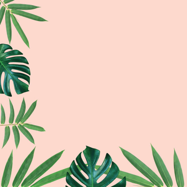 istock Green monstera and bamboo leaves pattern for nature concept,tropical leaf on pink background 1520807989