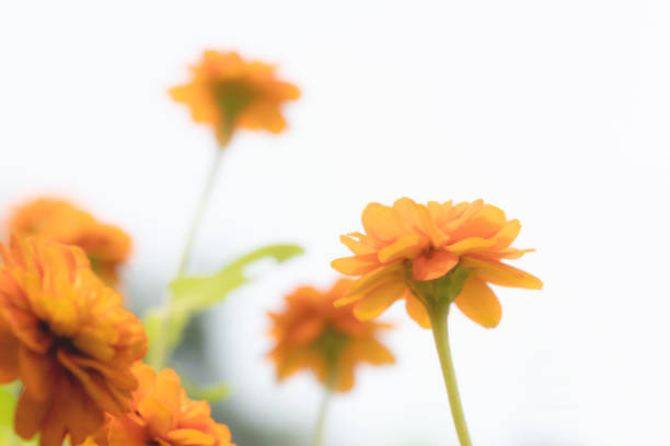Closeup orange cosmos flowers,soft focus