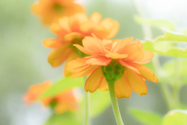 Closeup orange cosmos flowers,soft focus