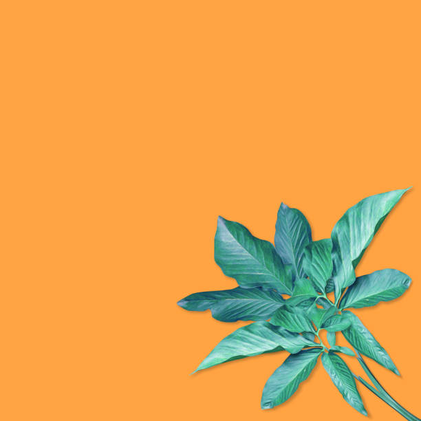 colorful palm leaves pattern for nature concept,tropical leaf on orange background