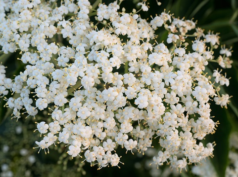 Clump of multiple small, five-petaled, white elderberry or Sambucus nigra flowers on a bush in Minnesota.