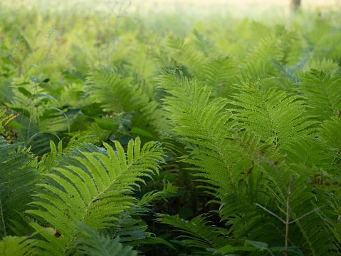 Forest floor covered with backlit ostrich ferns or Matteuccia struthiopteris ferns, a variety of wood ferns growing in Minnesota.