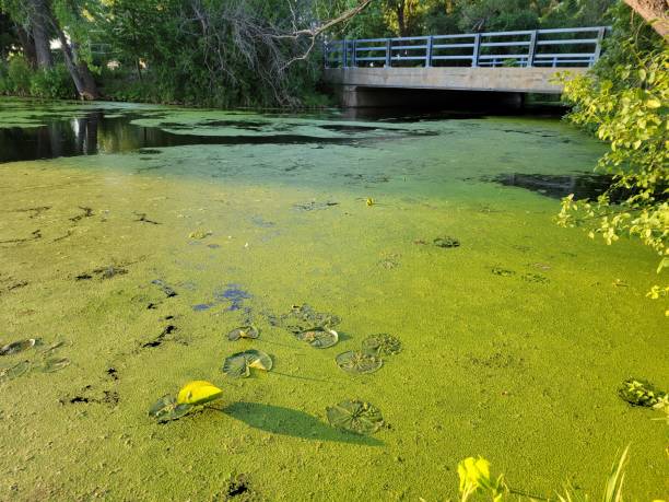 istock green duckweeds on the water surface 1520844168