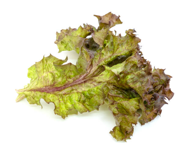 istock Red coral fresh lettuce leaves isolated on white background 1520844173