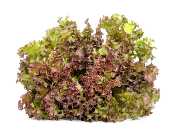 istock Red coral fresh lettuce leaves isolated on white background 1520844202